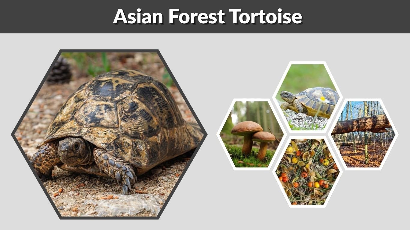 Asian Forest Tortoise: Size, Diet, Habitat, Lifespan & Facts