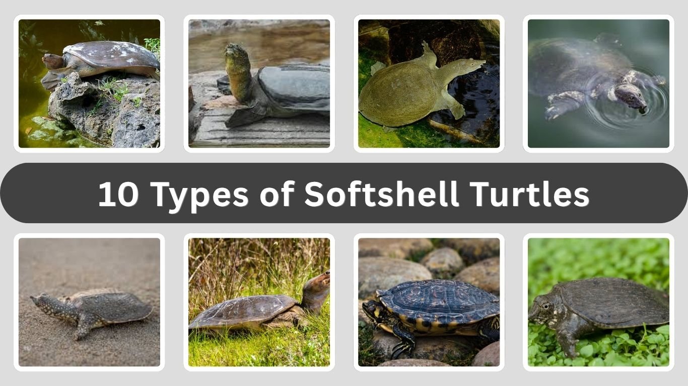 10 Types of Softshell Turtles: Identification with Pictures