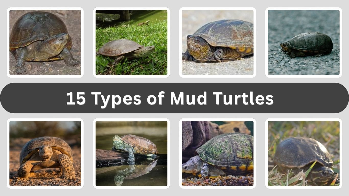 15 Types of Mud Turtles: Names, Features and Details