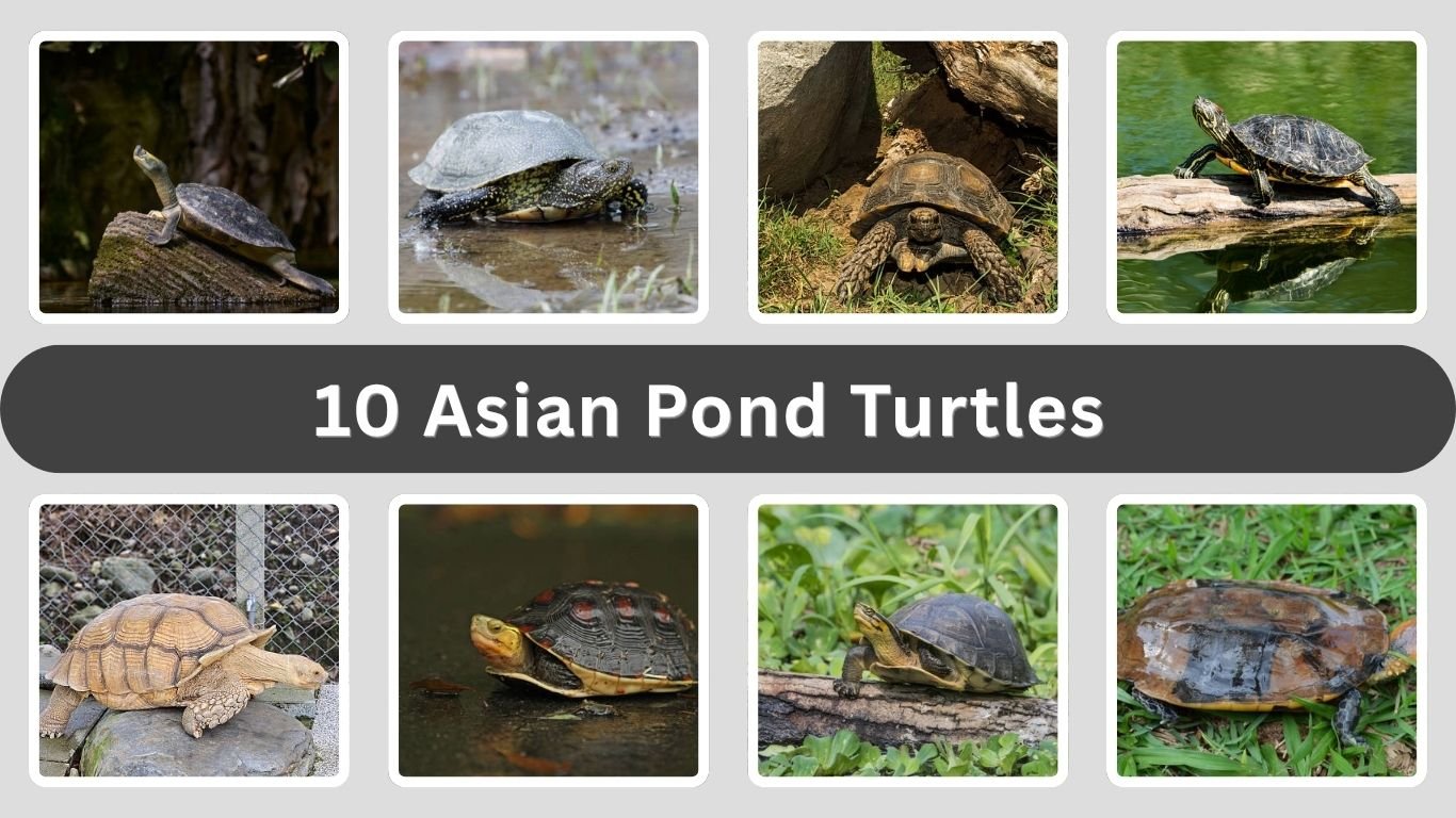 10 Asian Pond Turtles: Names, Features and Facts