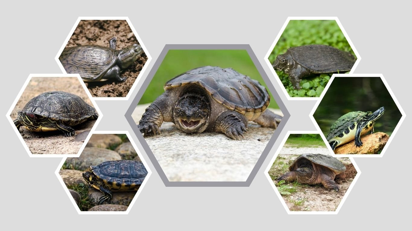 13 Types of River Turtles: Identification with Pictures