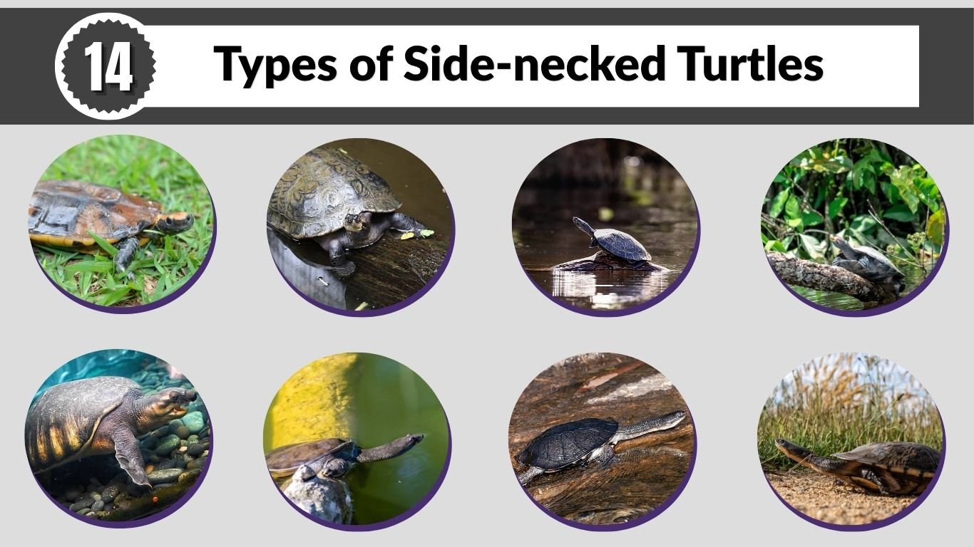 14 Types of Side-necked Turtles: Identification with Pictures