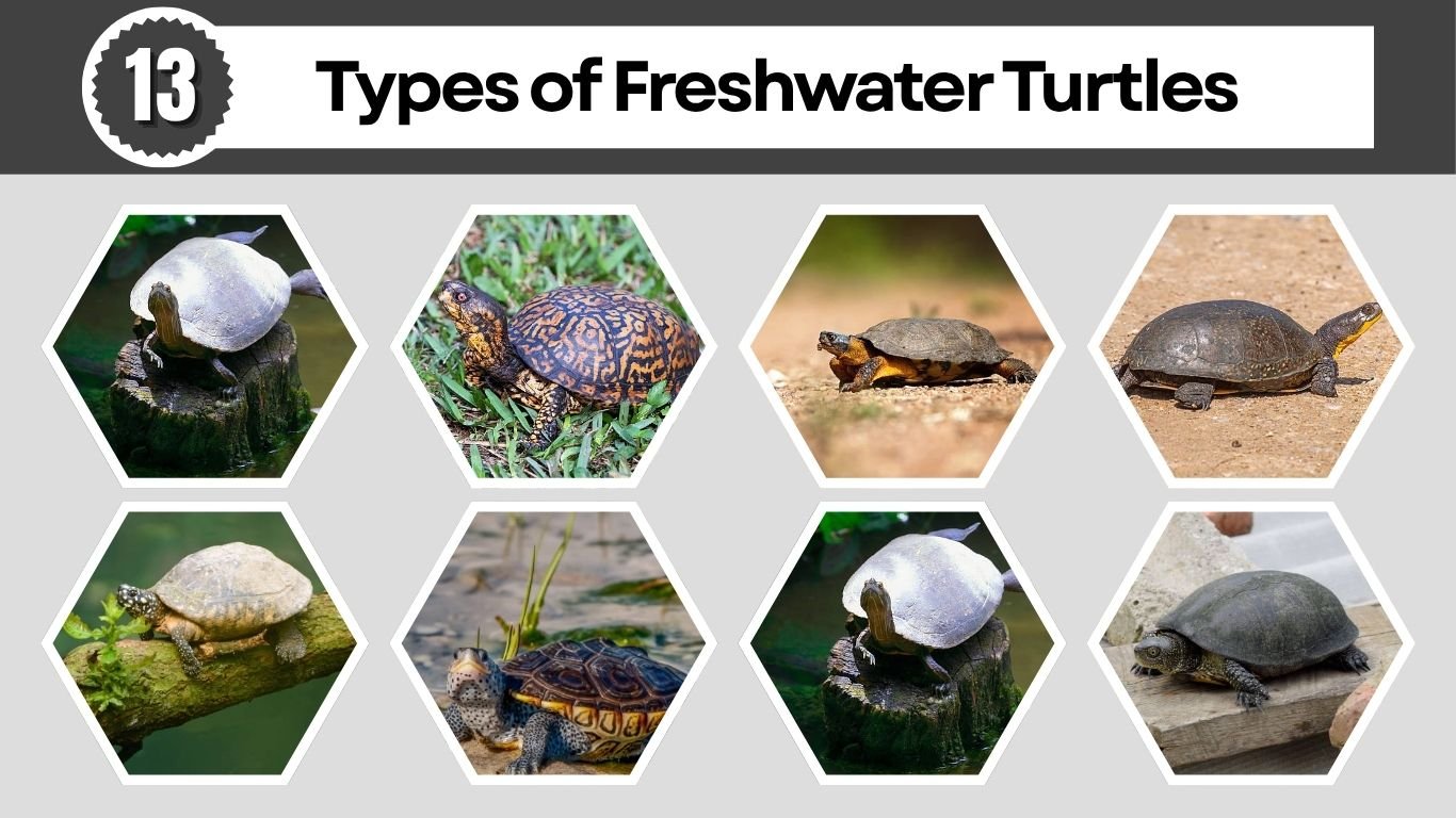 13 Types of Freshwater Turtles: Identification with Pictures