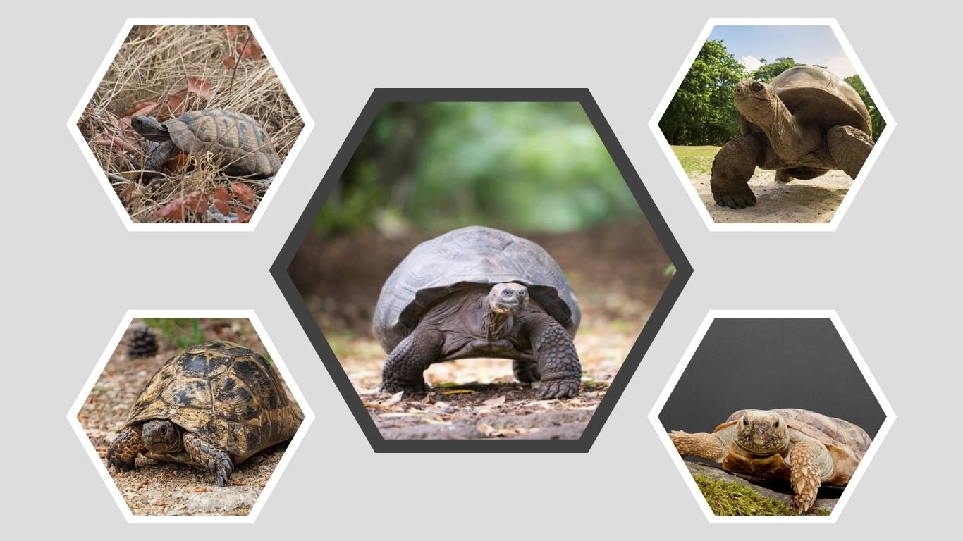 13 Types of Land Tortoises With Pictures and Facts