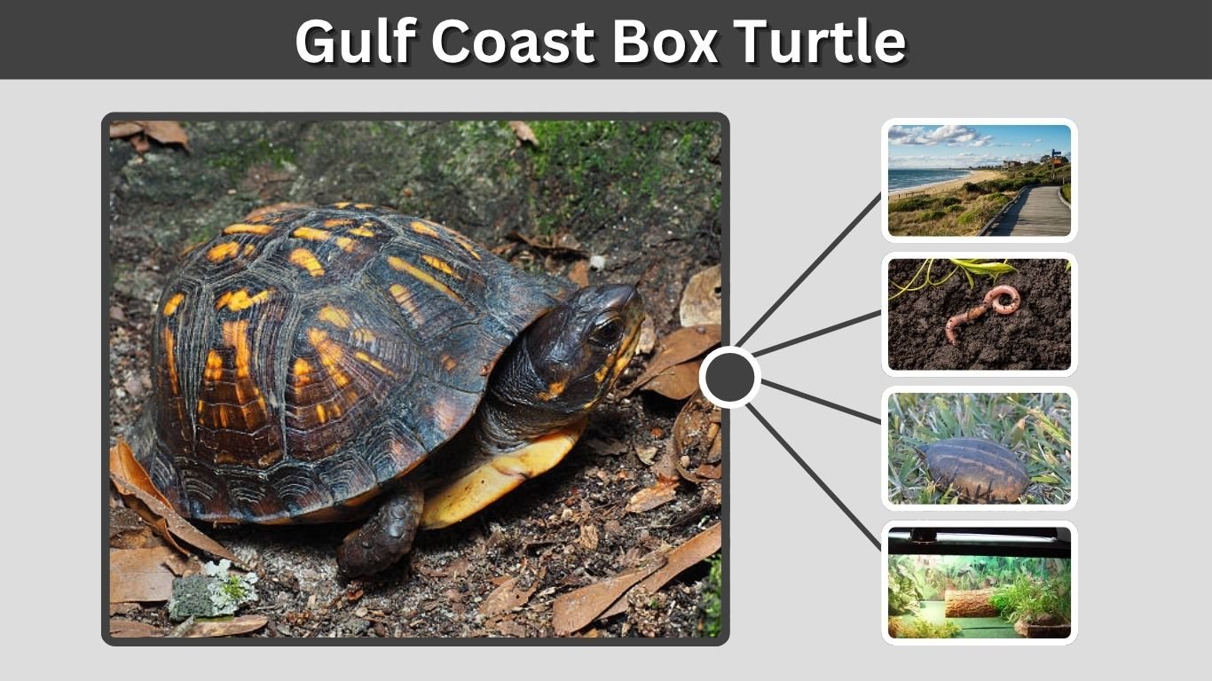 Gulf Coast Box Turtle: Habitat, Diet, Lifespan and Care