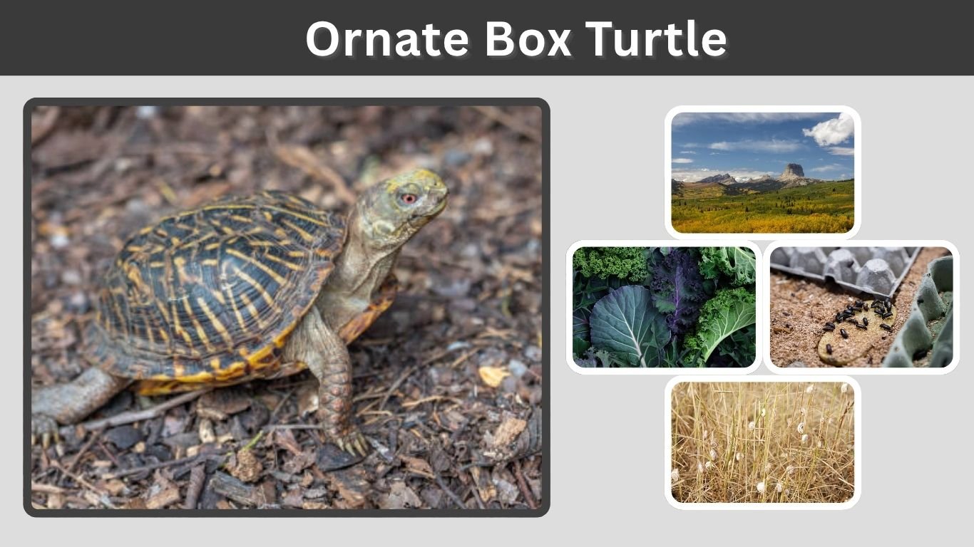 Ornate Box Turtle Care, Habitat, Diet & Lifespan Guide