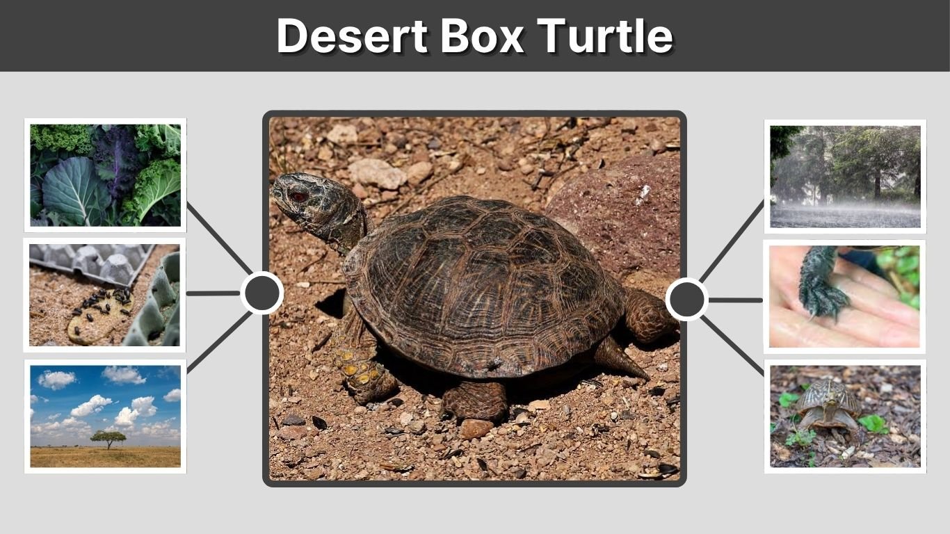 Desert Box Turtle: Behavior, Habitat, Diet and Lifespan