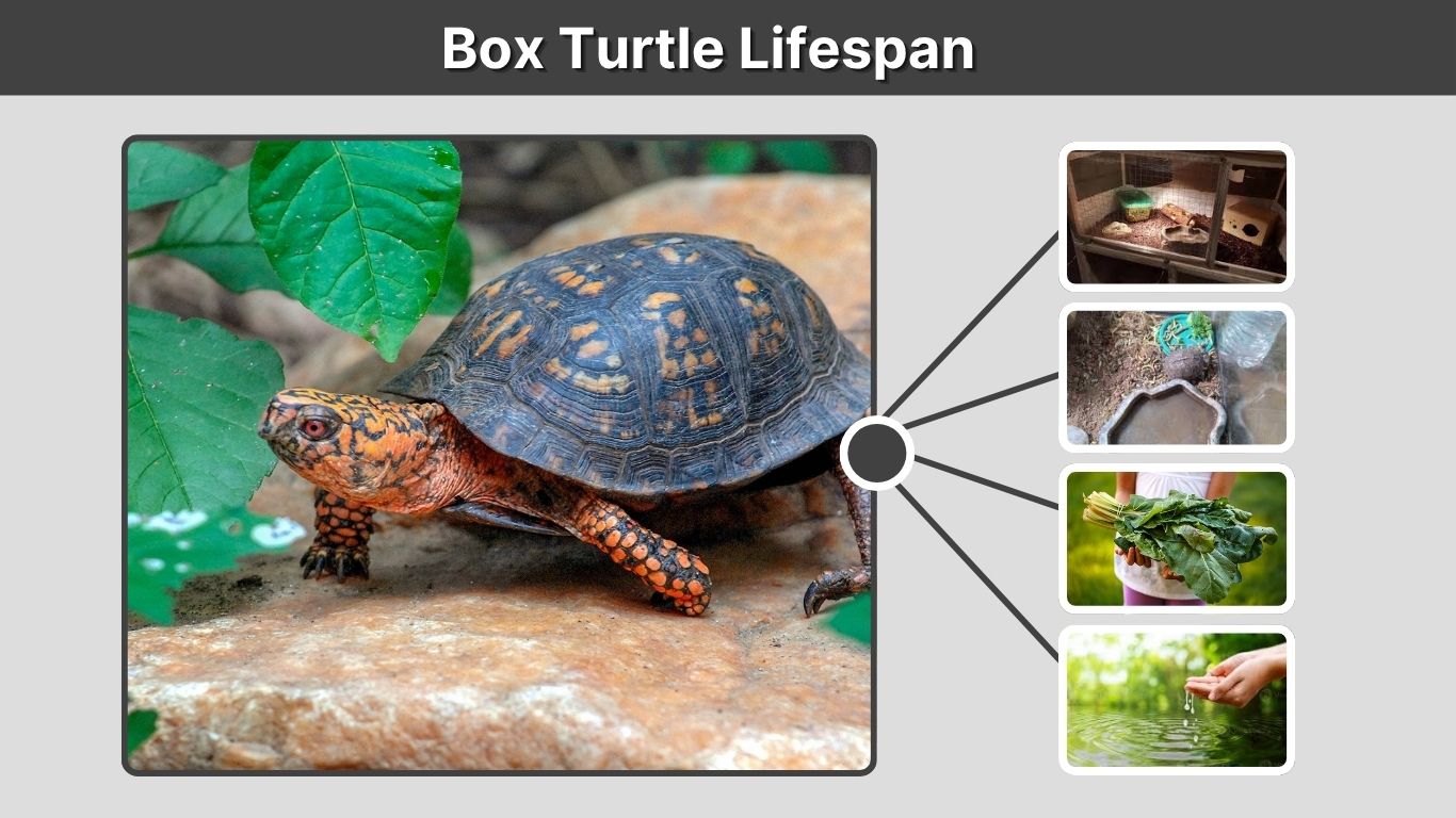 Box Turtle Lifespan: How Long Can They Really Live?