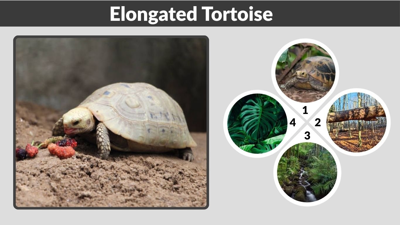 Elongated Tortoise: Size, Diet, Habitat, Lifespan & Care