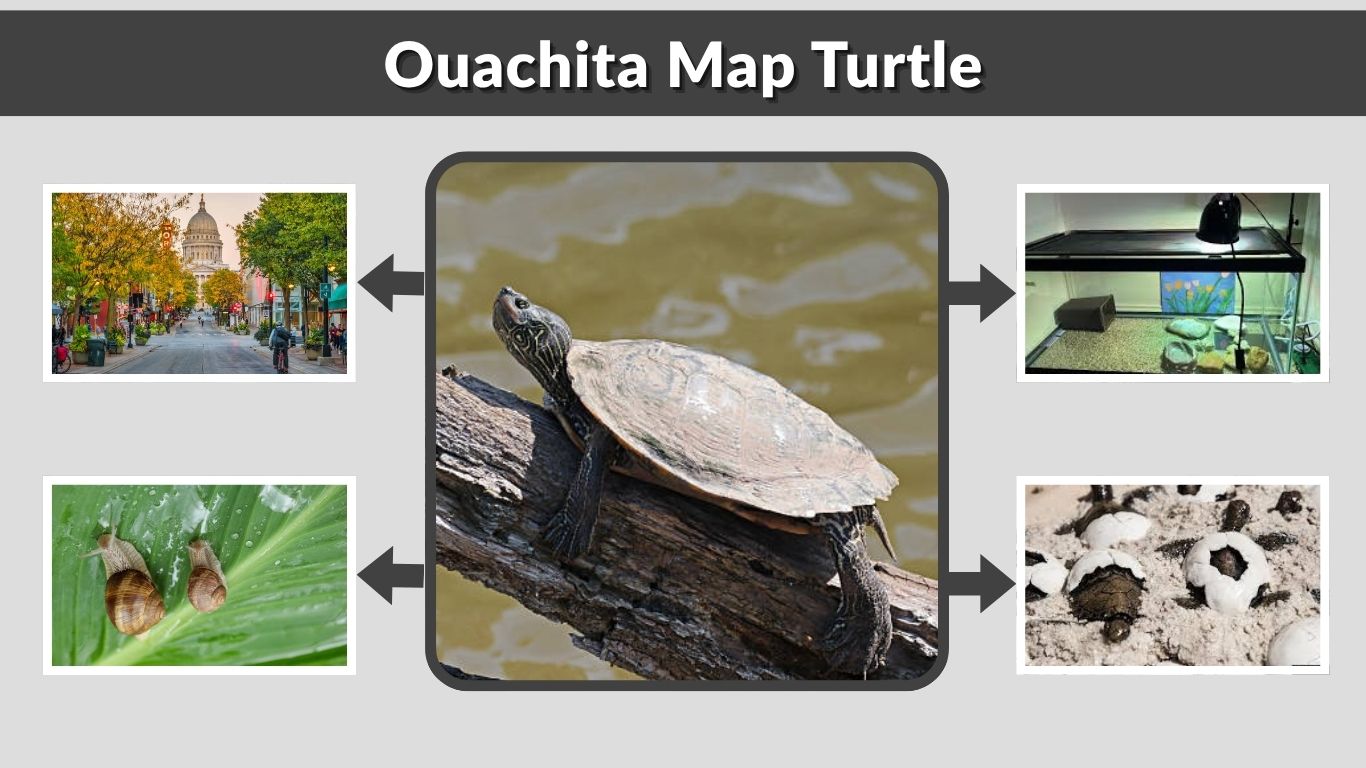 Ouachita Map Turtle Habitat, Size, Lifespan & Care Tips