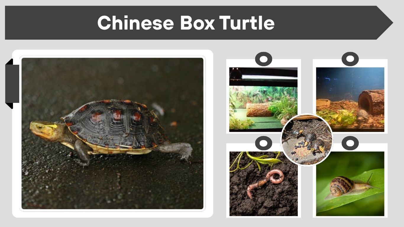 Chinese Box Turtle Facts, Habitat, Diet, Lifespan & Care Tips