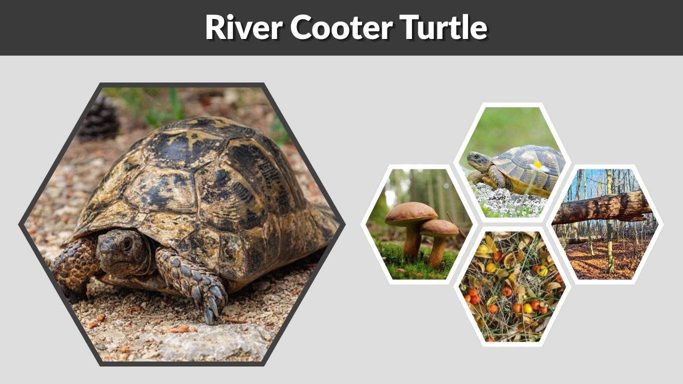 River Cooter Turtle: Habitat, Diet, Lifespan & Pet Care