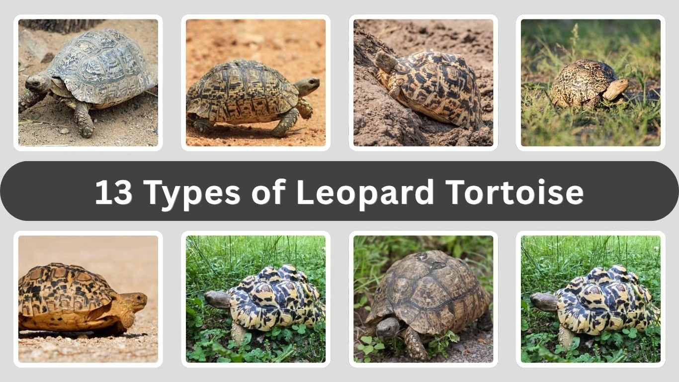 13 Types of Leopard Tortoise: Identification & Habitat Guide