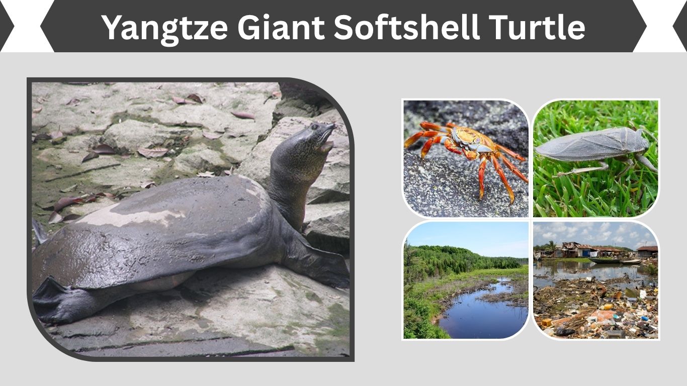 Yangtze Giant Softshell Turtle: Facts, Habitat & Conservation