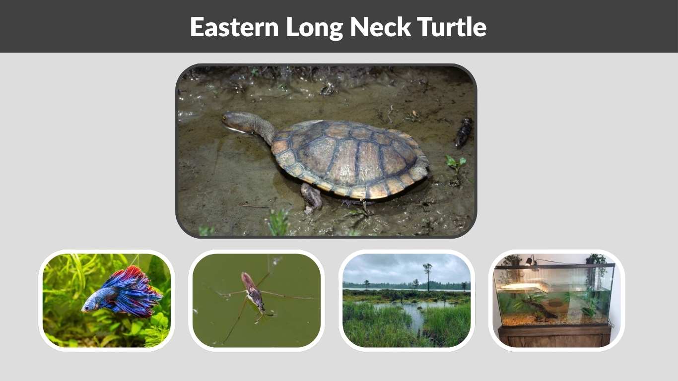 Eastern Long Neck Turtle Facts, Habitat, Diet and Tank Tips