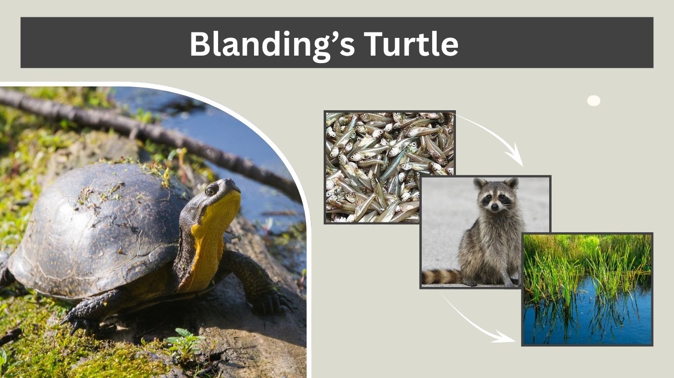 Blanding’s Turtle: Habitat, Diet and Conservation Facts