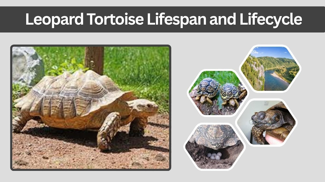 Leopard Tortoise Lifespan and Lifecycle