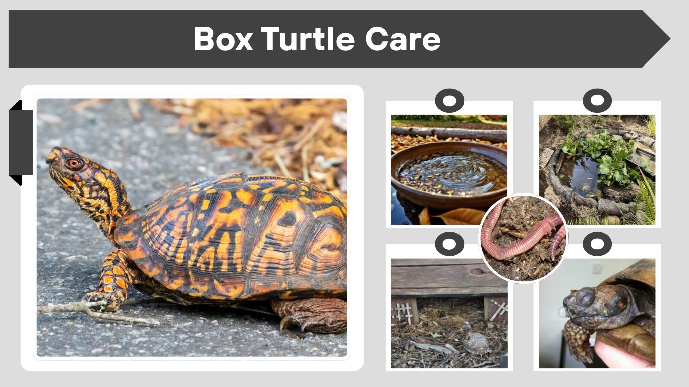 Best Box Turtle Care Tips for Long-Term Health