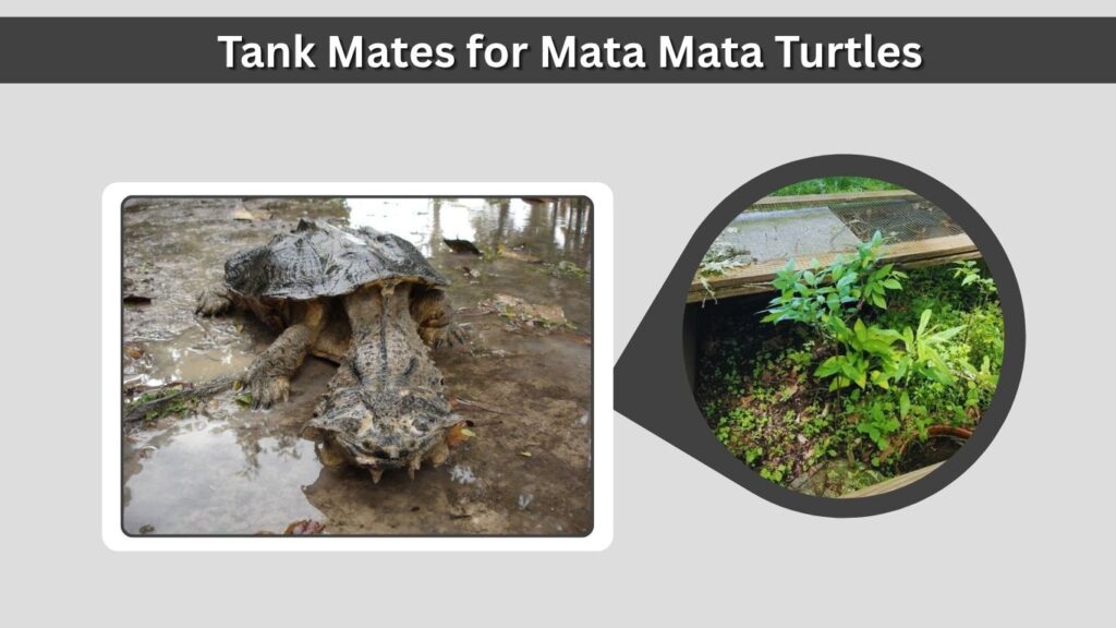 Tank Mates for Mata Mata Turtles