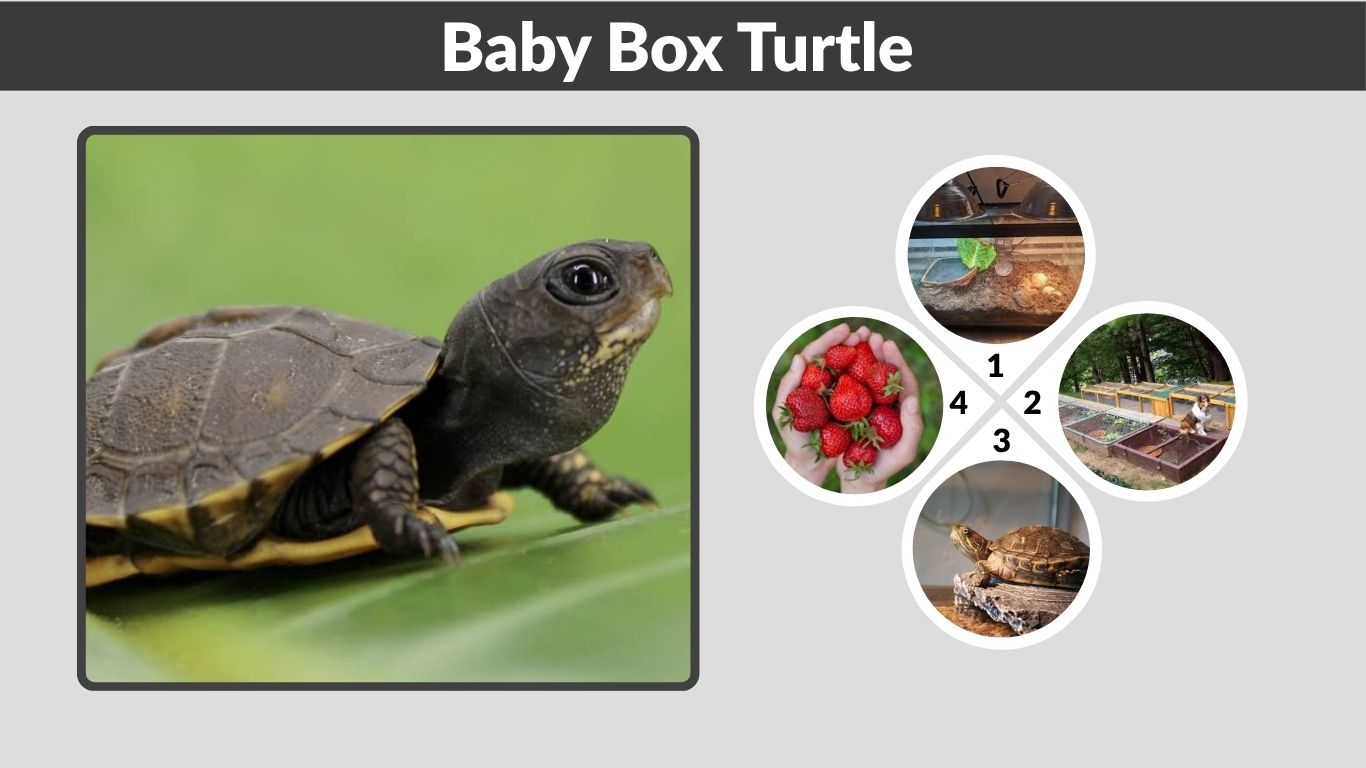 Baby Box Turtle Habitat, Diet and Care Tips