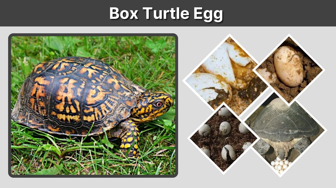 Box Turtle Egg Care, Incubation and Hatch Time