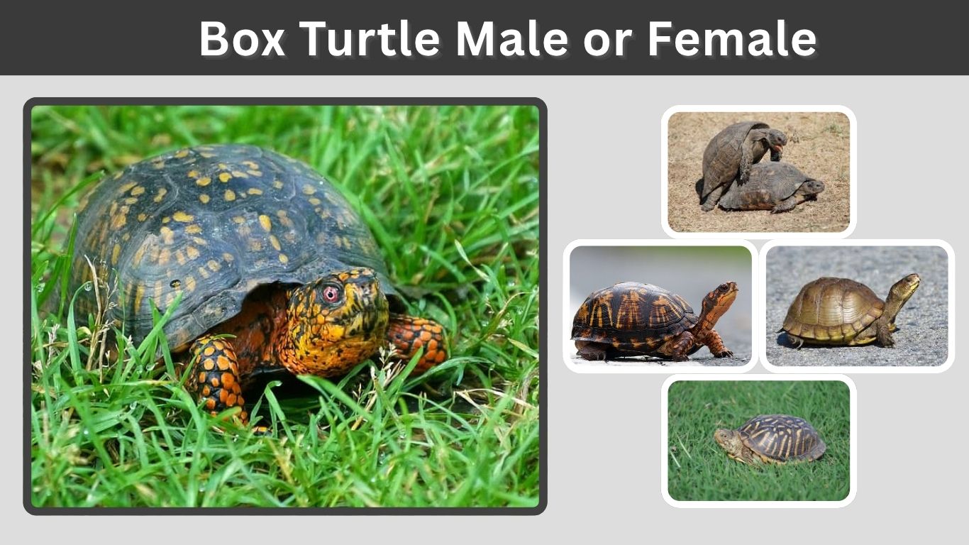 Box Turtle Male or Female Identification Guide
