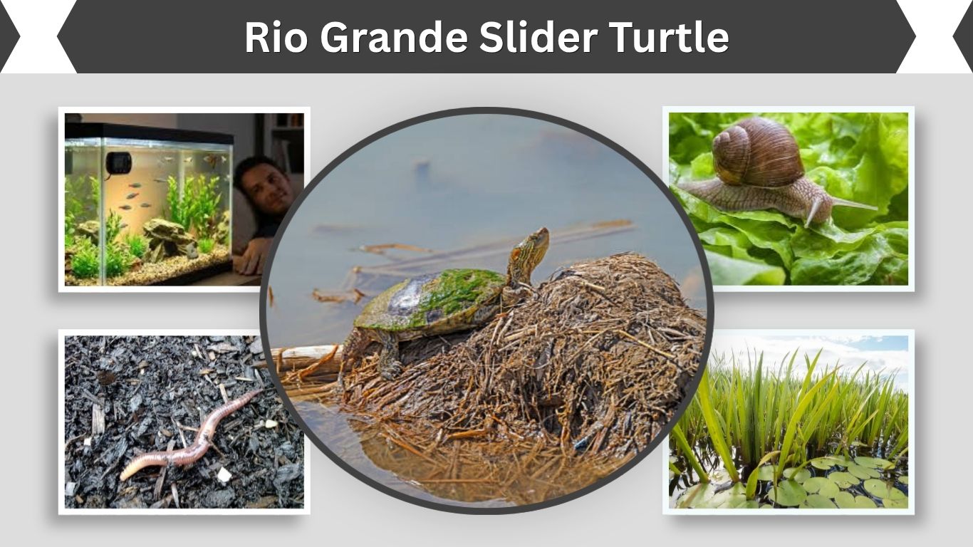 Rio Grande Slider Turtle Diet, Size and Habitat Facts