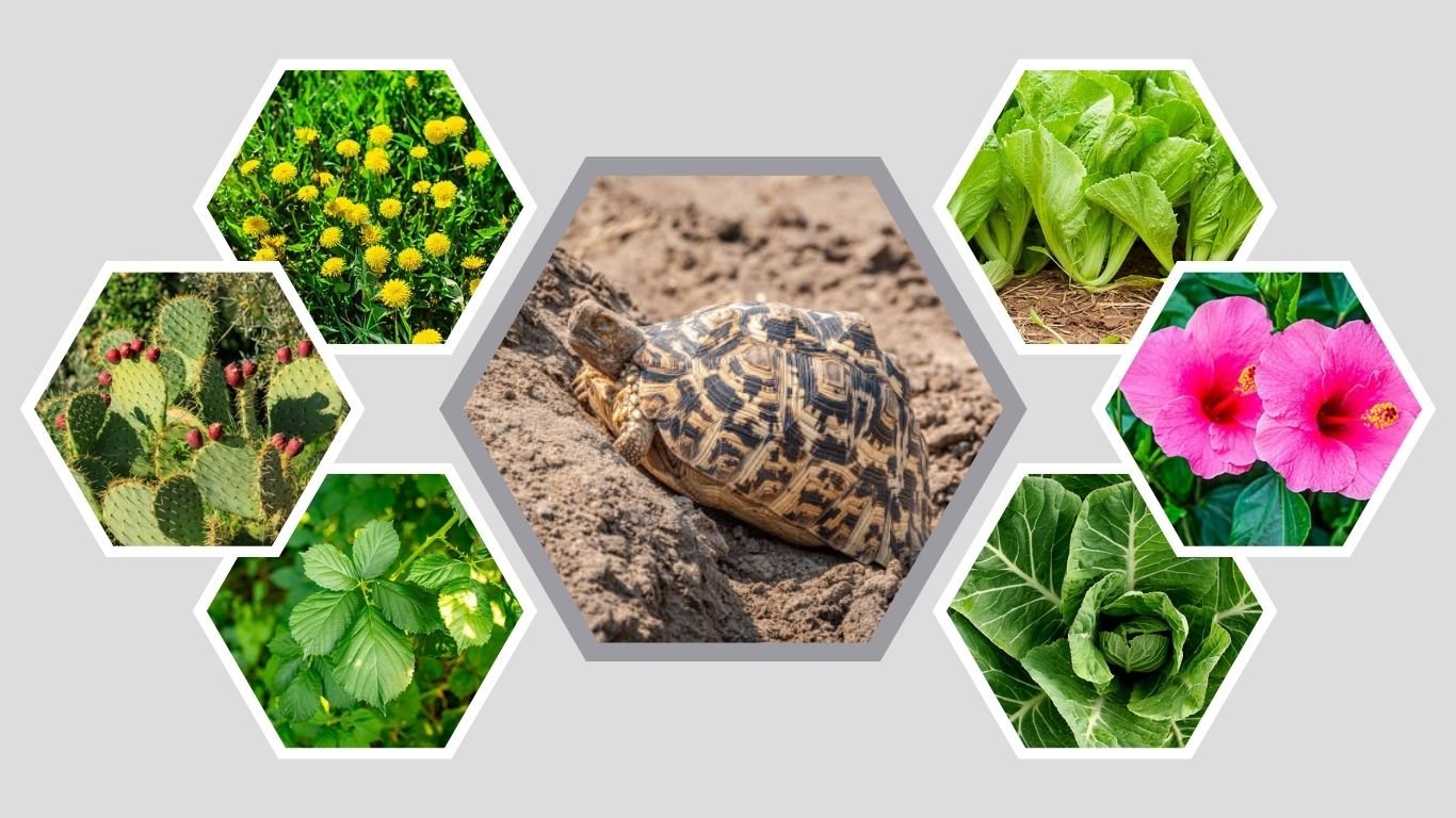 Leopard Tortoise Feeding: 12 Safe Foods They Love