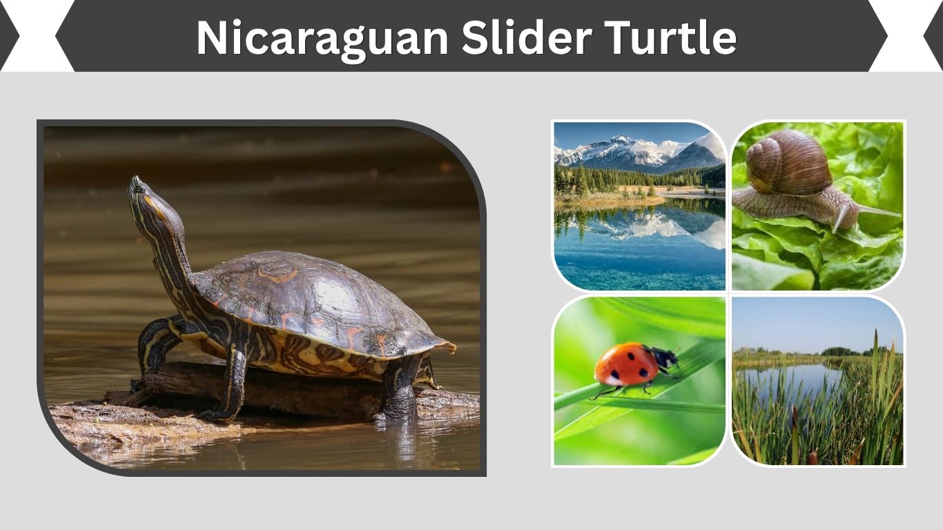 Nicaraguan Slider Turtle Facts, Size and Feeding Tips