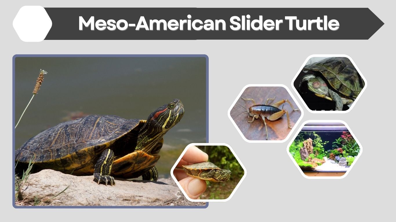 Meso-American Slider Turtle Facts, Diet and Habitat