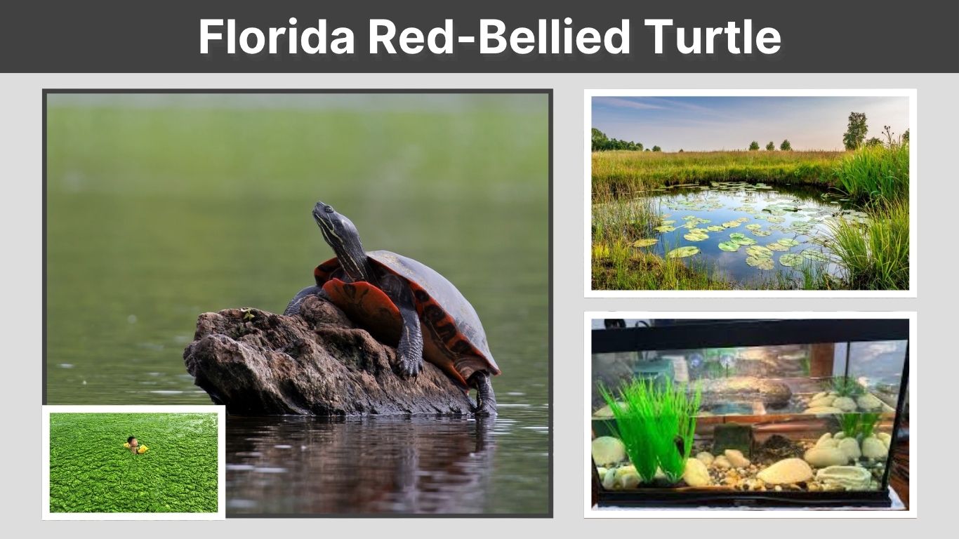 Florida Red-Bellied Turtle Facts, Care and Habitat Guide