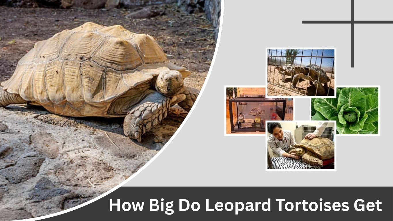 How Big Do Leopard Tortoises Get? Full grown & Size guide