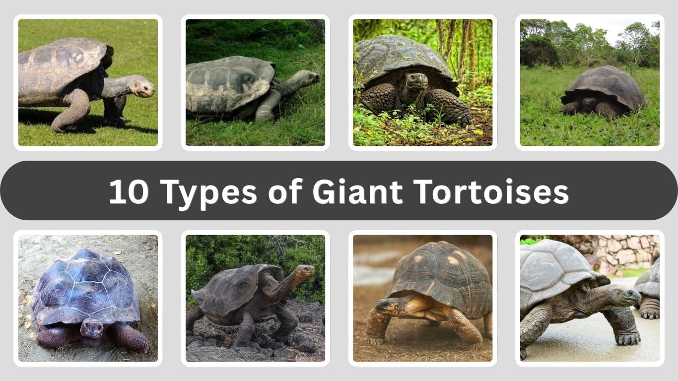 10 Types of Giant Tortoises: Identification with Pictures