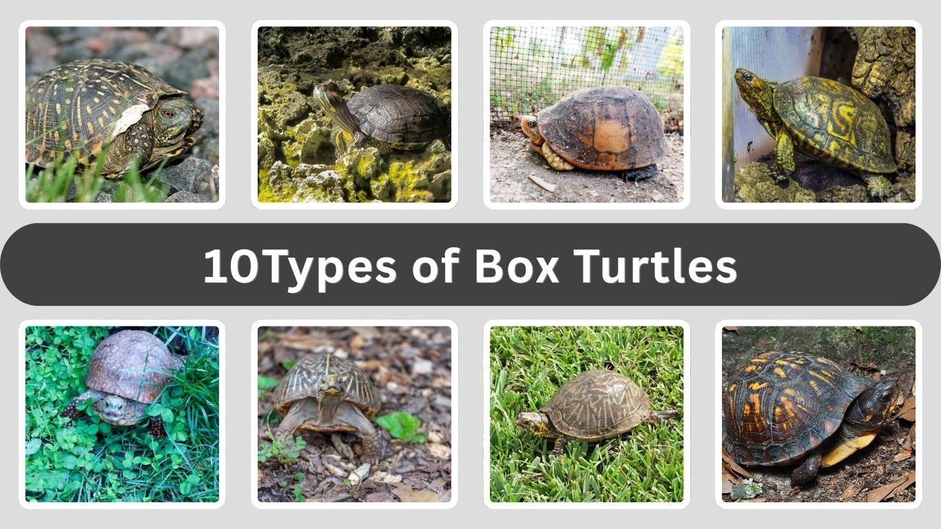 10Types of Box Turtles: Species Identification with Pictures