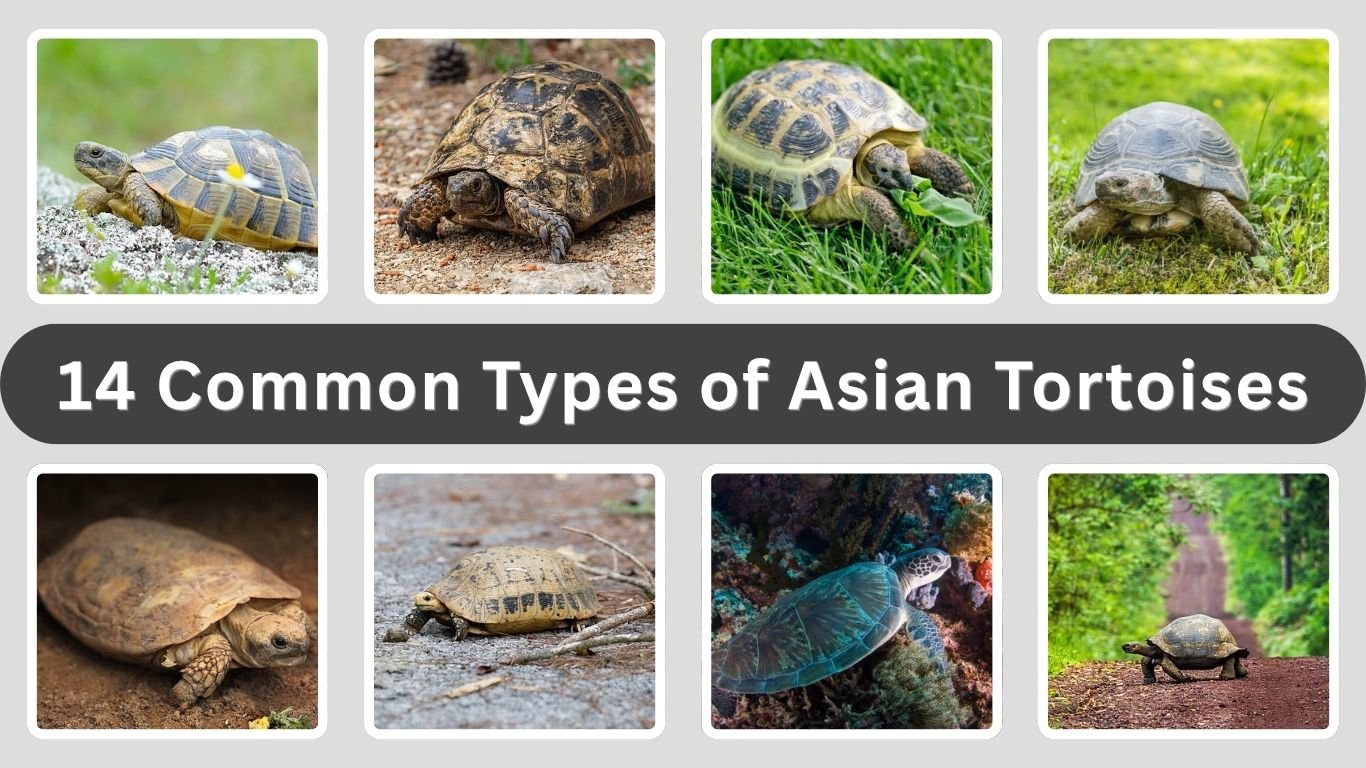 14 Common Types of Asian Tortoises: Id with Pictures