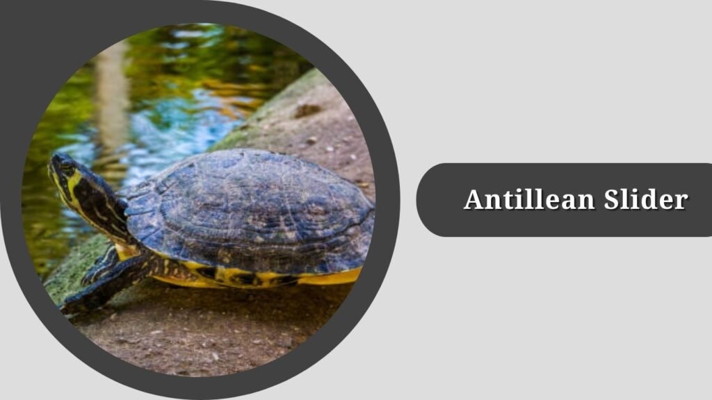  Antillean Slider