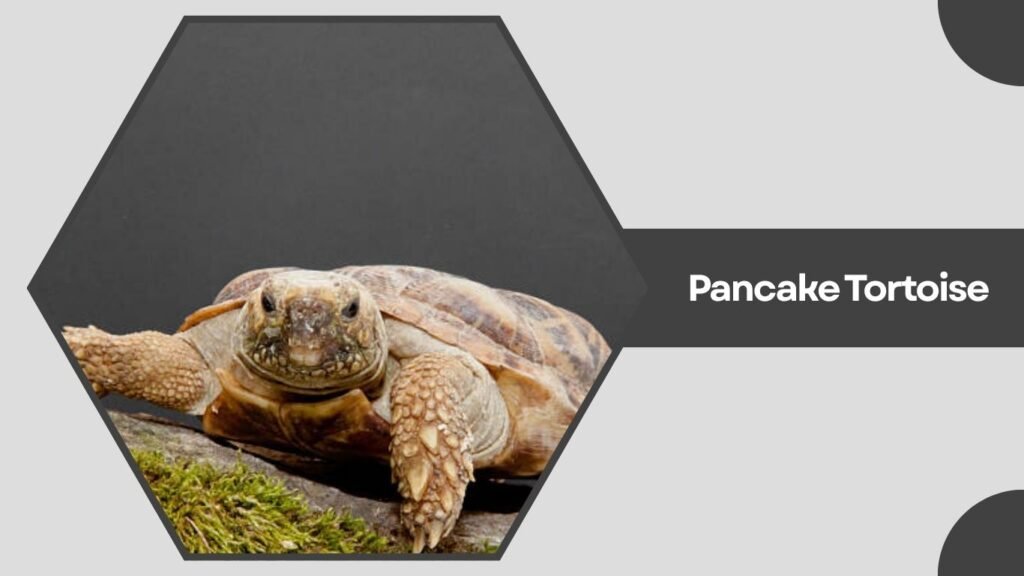 Pancake Tortoise