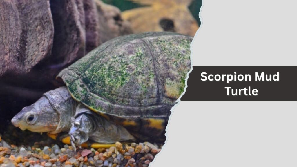 Scorpion Mud Turtle