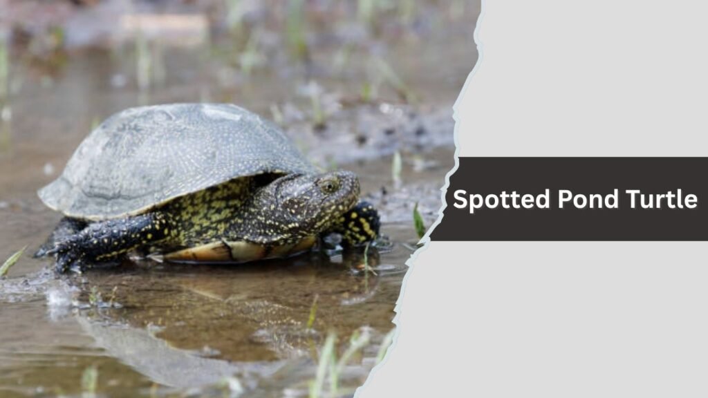  Spotted Pond Turtle