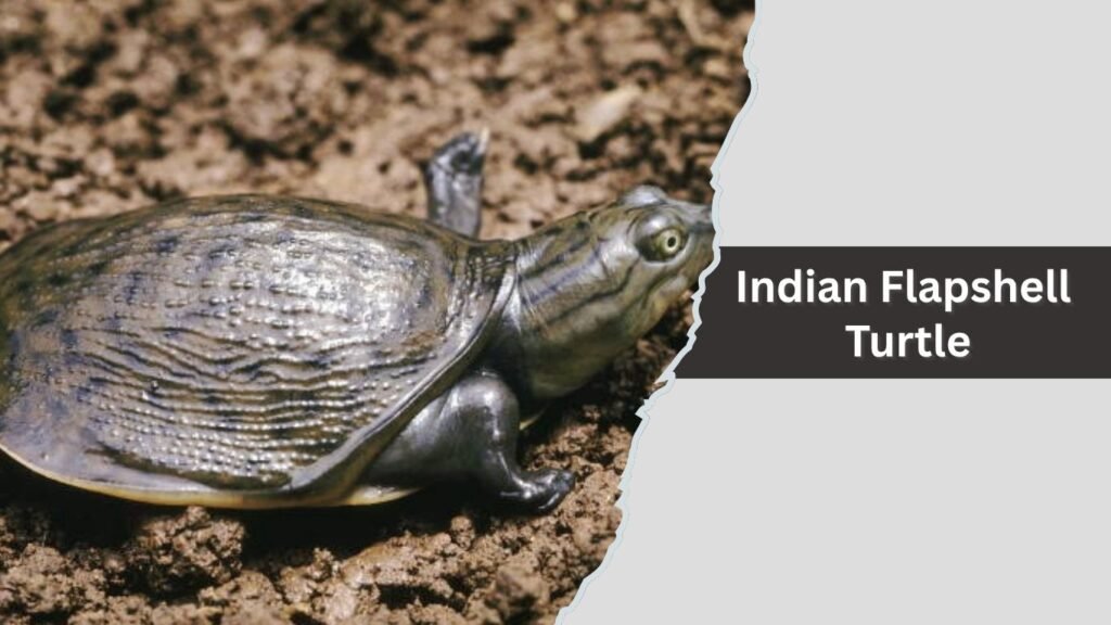 Indian Flapshell Turtle