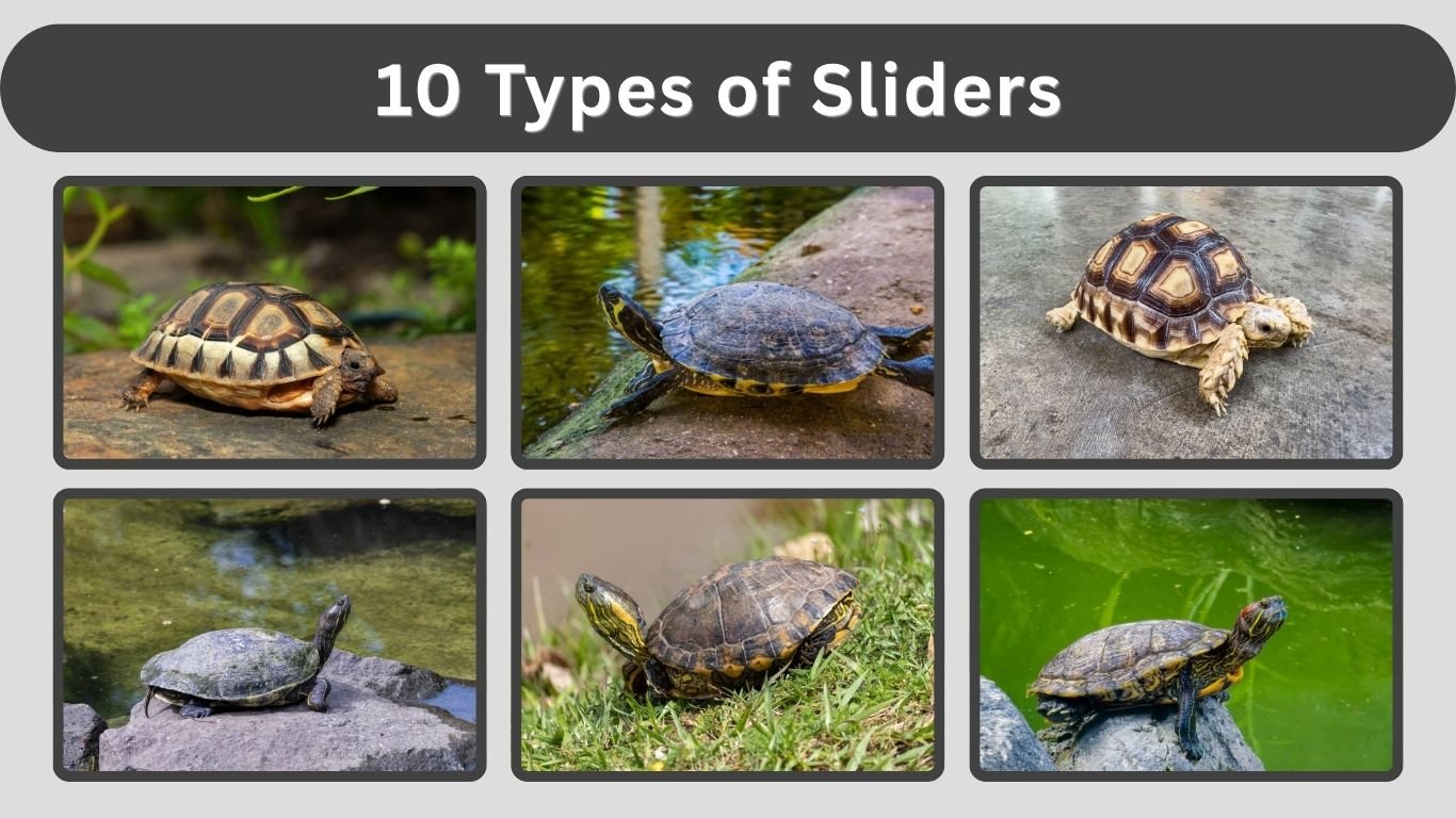 10 Types of Sliders (pond sliders): Identification with Pictures