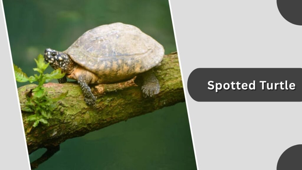 Spotted Turtle