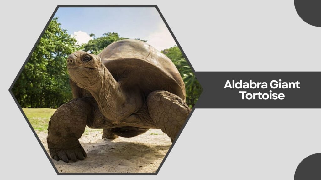 Aldabra Giant Tortoise
