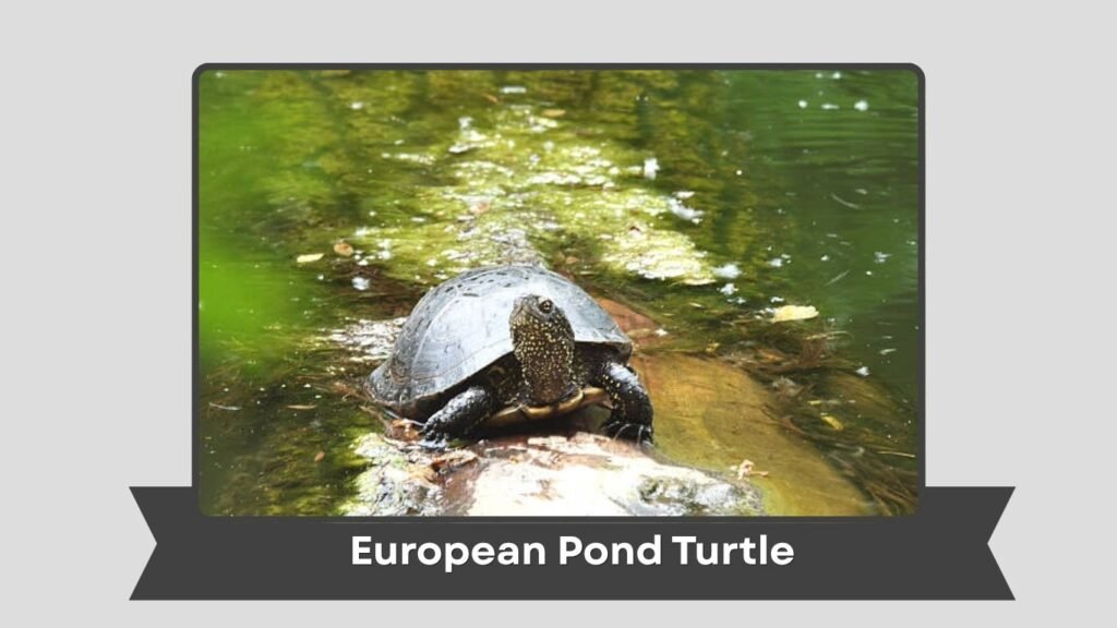 European Pond Turtle