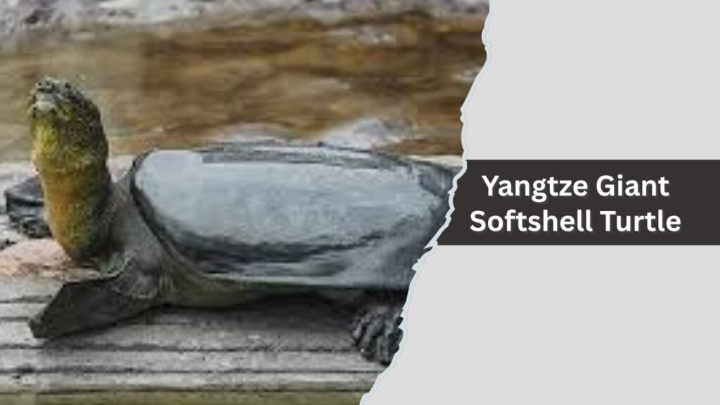 Yangtze Giant Softshell Turtle
