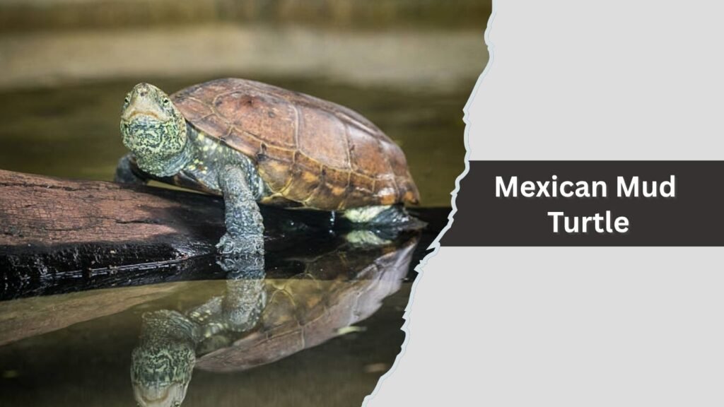 Mexican Mud Turtle