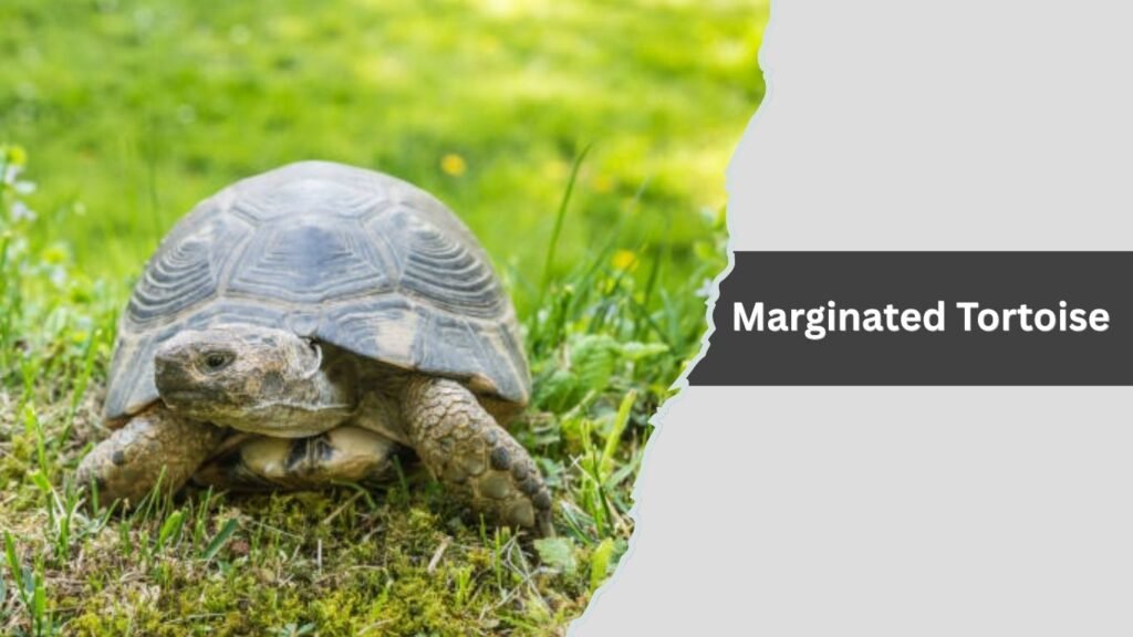 Marginated Tortoise