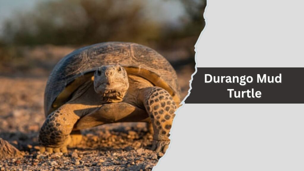 Durango Mud Turtle