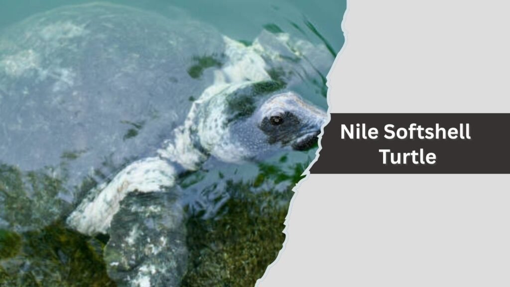 Nile Softshell Turtle