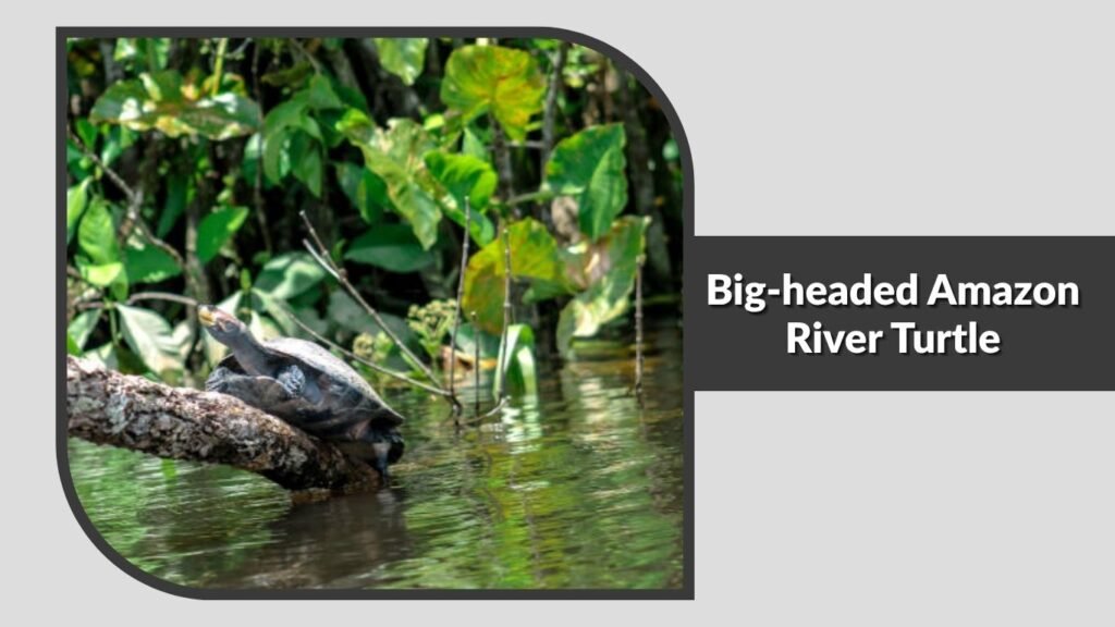 Big-headed Amazon River Turtle